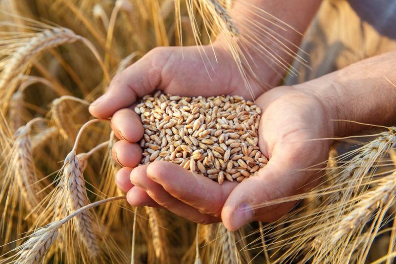 Grain business in Ukraine