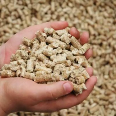 Granulated wheat bran for fodder use
